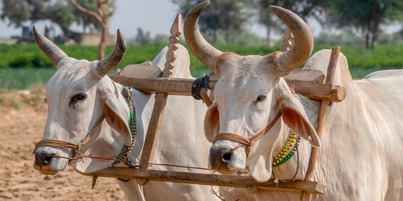 Muzzling an Ox