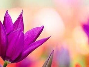 Beautiful flowers reminding us how to find joy in the Christian life