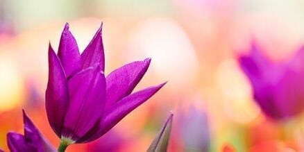 Beautiful flowers reminding us how to find joy in the Christian life