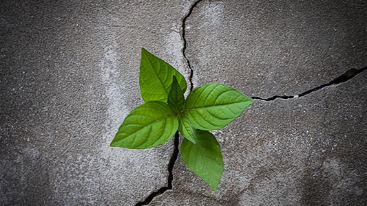 Seeds in Rocky Places