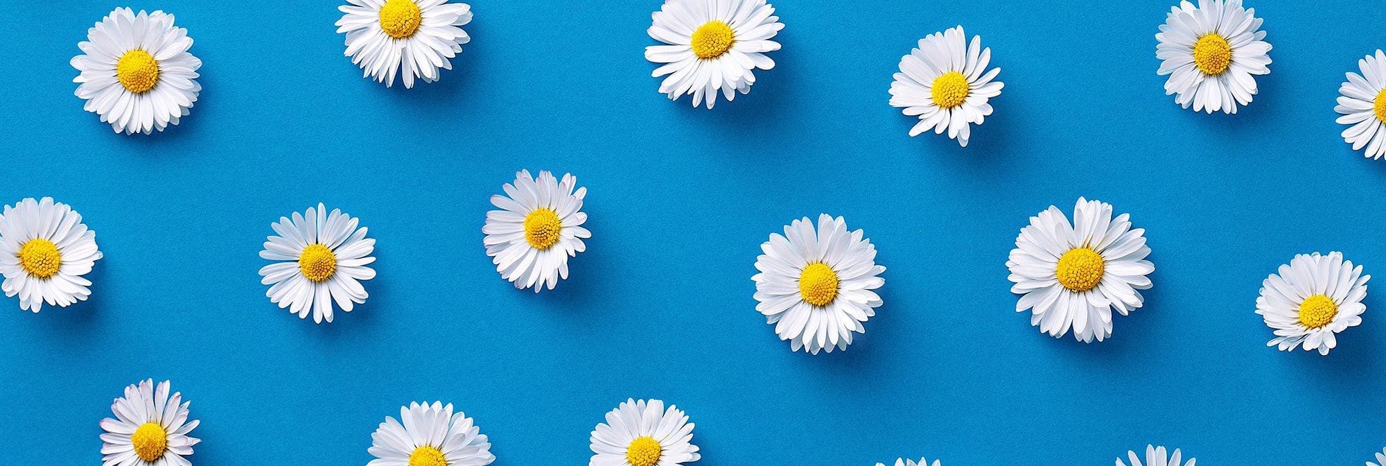 Getting Past Daisy-Petal Faith