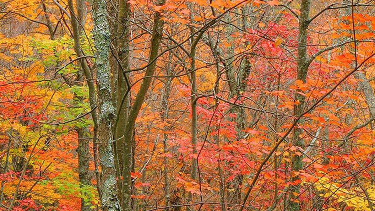 Tips for Photographing Fall Colors