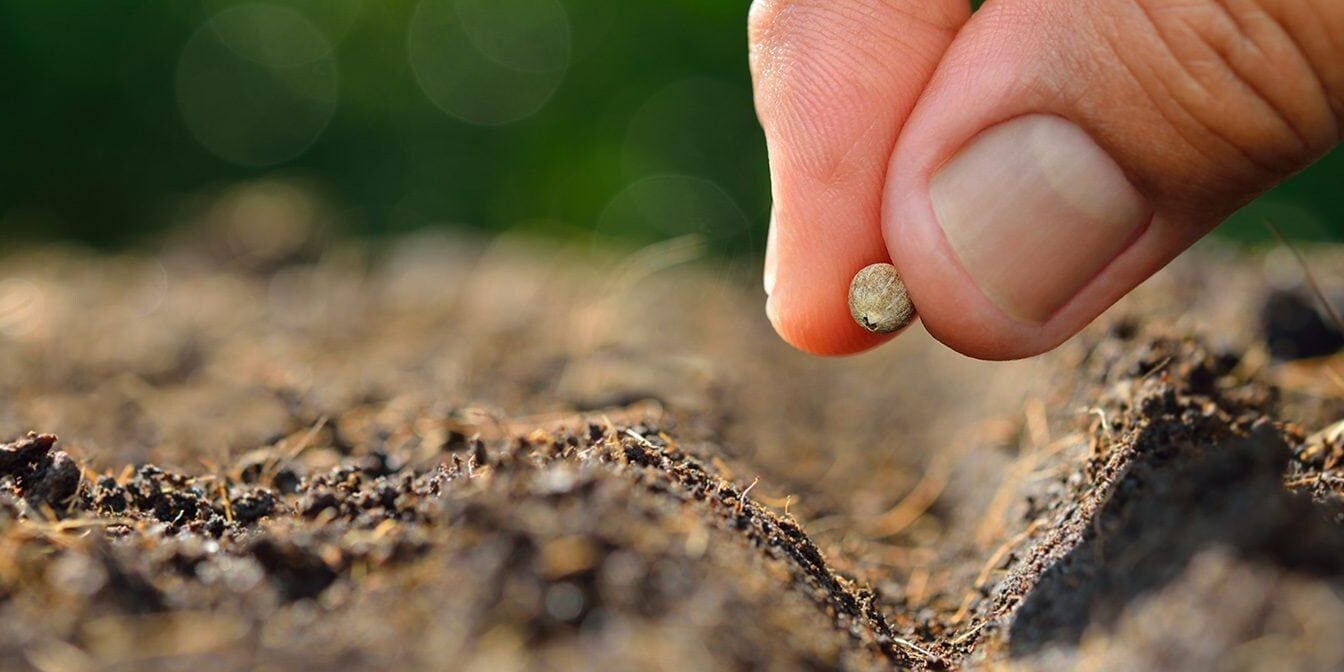 Seeds of an Amazing Legacy