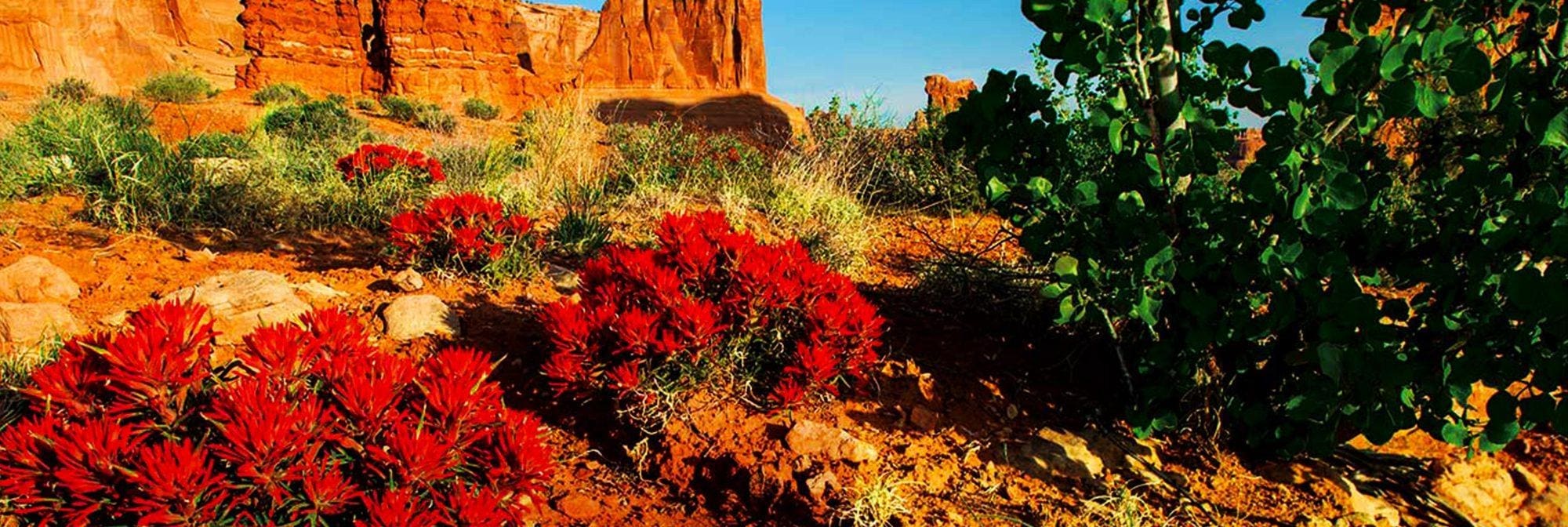 Blossoms in the Desert Inspiration Ministries