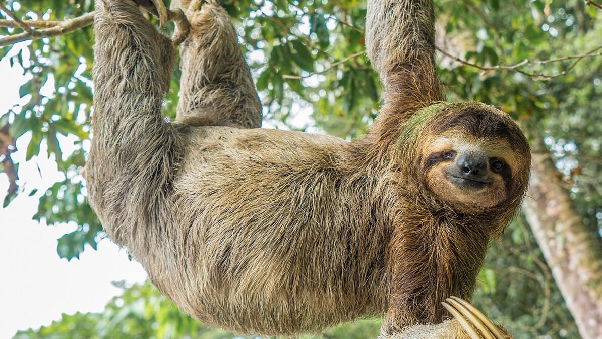 Beat Cancer Daily: Sloths Are Cute, Don’t Be One