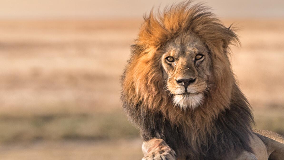 Chase the Lion: Success Defined
