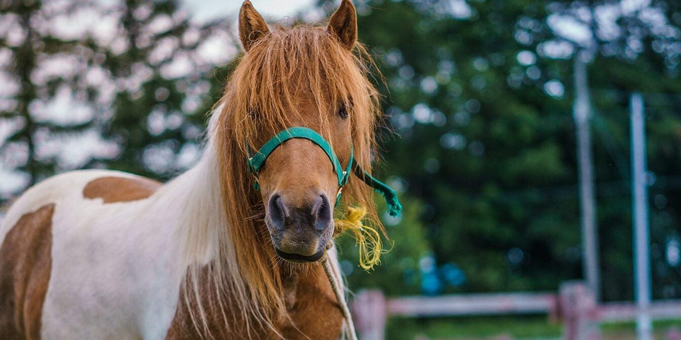 The Pony Perspective