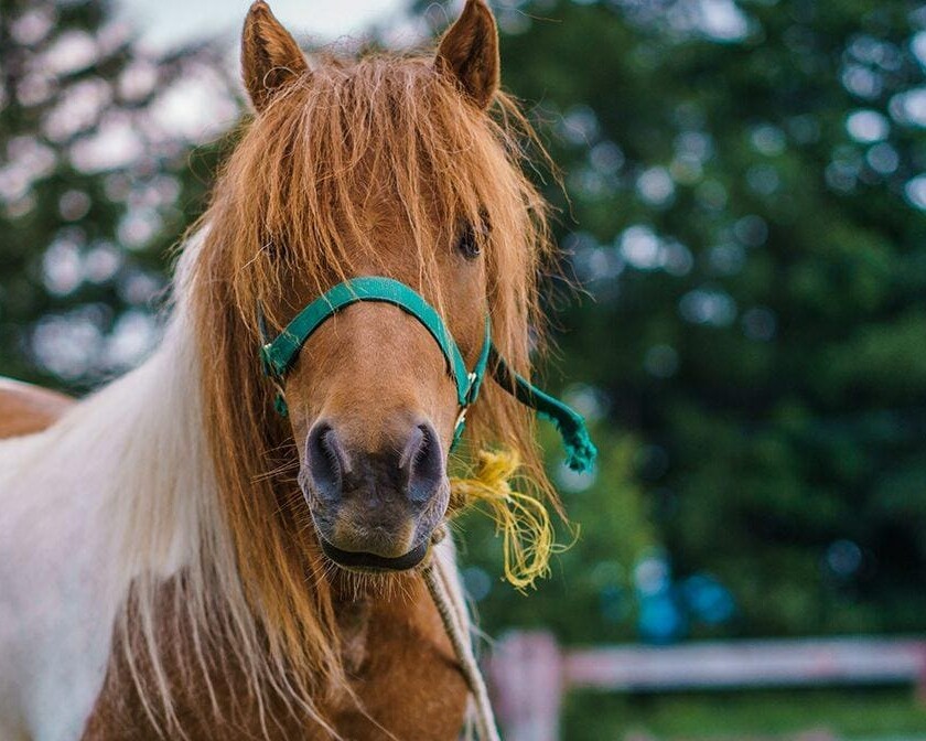 The Pony Perspective