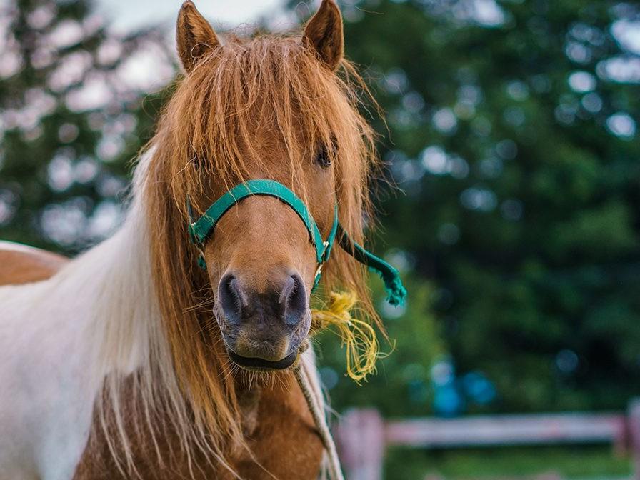 The Pony Perspective