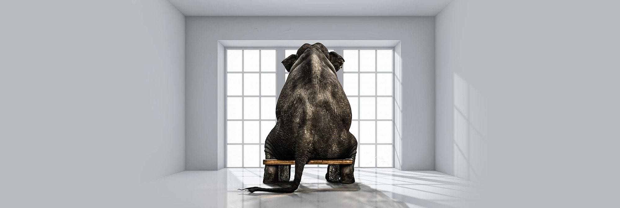Anxiety Elephants, Part 2