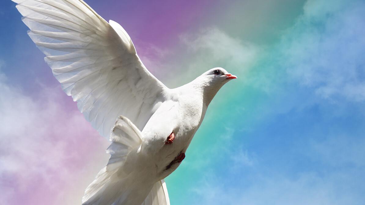 Will the Dove Remain