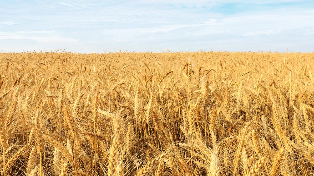 3 Voices That Determine Your Harvest