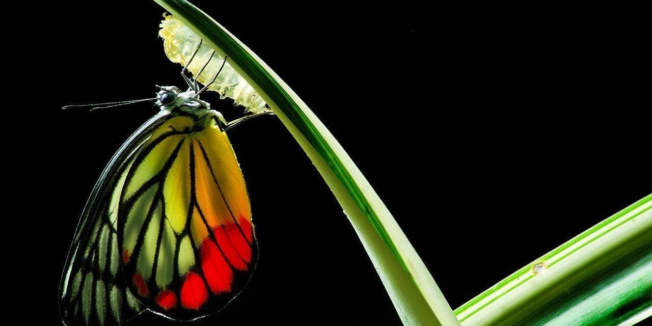 This prayer ministry testimony shares a transformation as beautiful as this butterfly's.