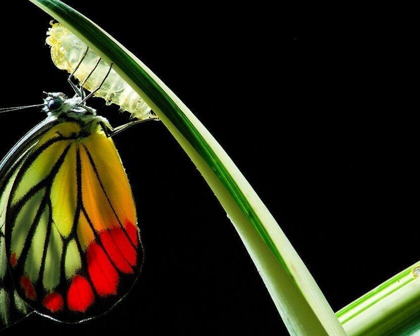 This prayer ministry testimony shares a transformation as beautiful as this butterfly's.