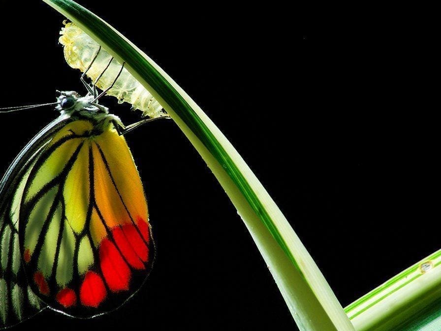 This prayer ministry testimony shares a transformation as beautiful as this butterfly's.