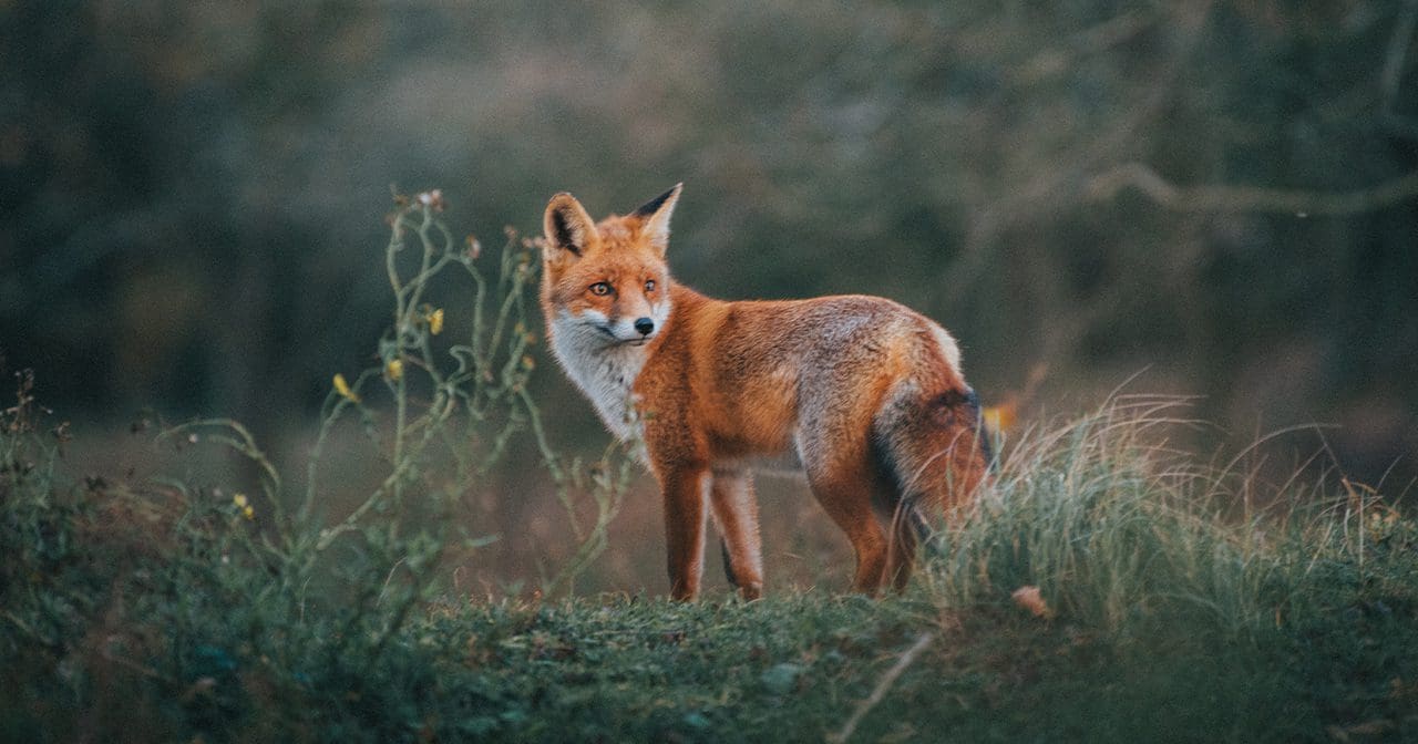 Shrewd as a Fox | Inspiration Ministries