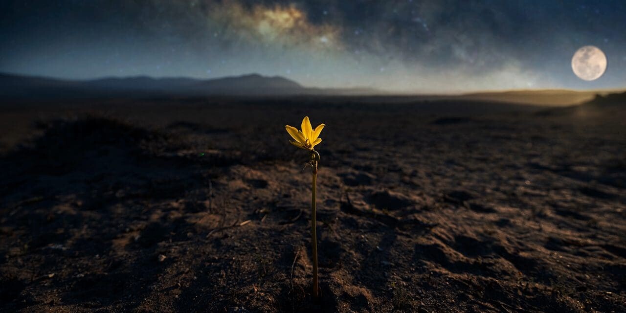 A single flower blooming in barren land, symbolizing hope, healing, and resilience after trauma