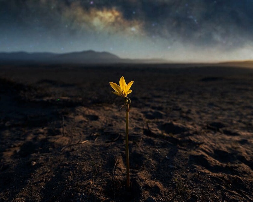 A single flower blooming in barren land, symbolizing hope, healing, and resilience after trauma
