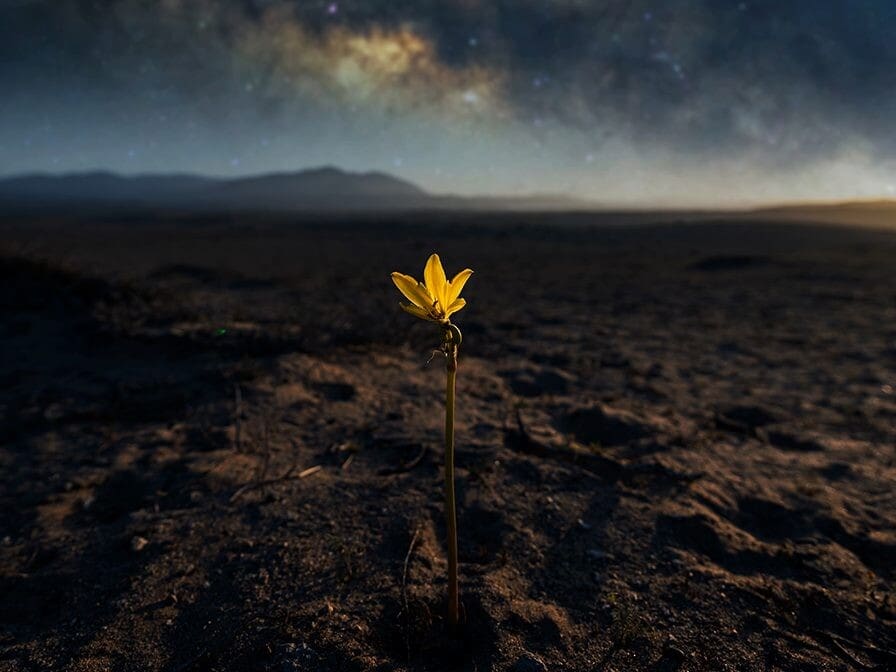 A single flower blooming in barren land, symbolizing hope, healing, and resilience after trauma