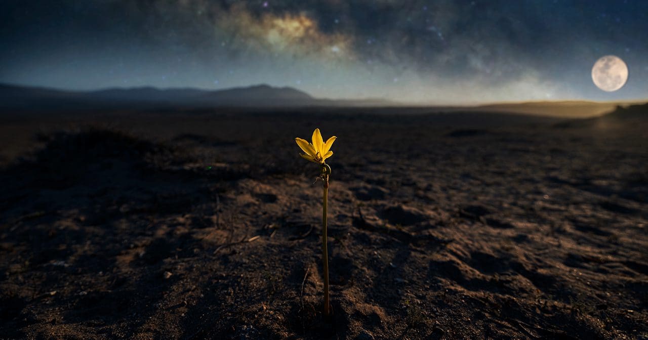 A single flower blooming in barren land, symbolizing hope, healing, and resilience after trauma