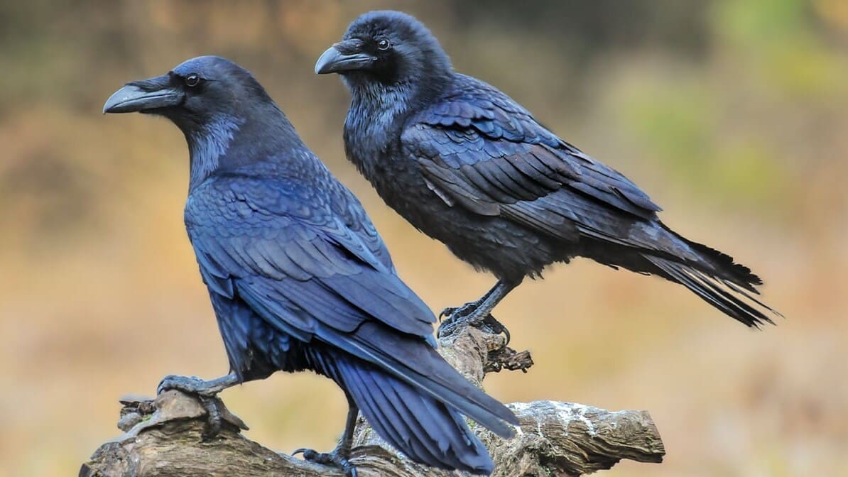 Fed by Ravens