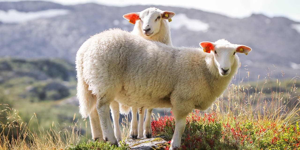 Your Good Shepherd