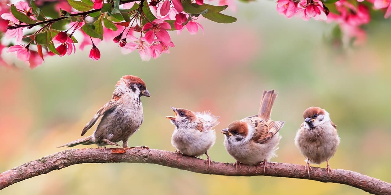 The Sparrow
