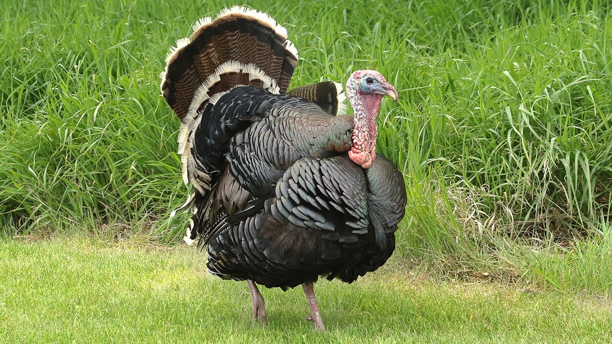 thanksgiving