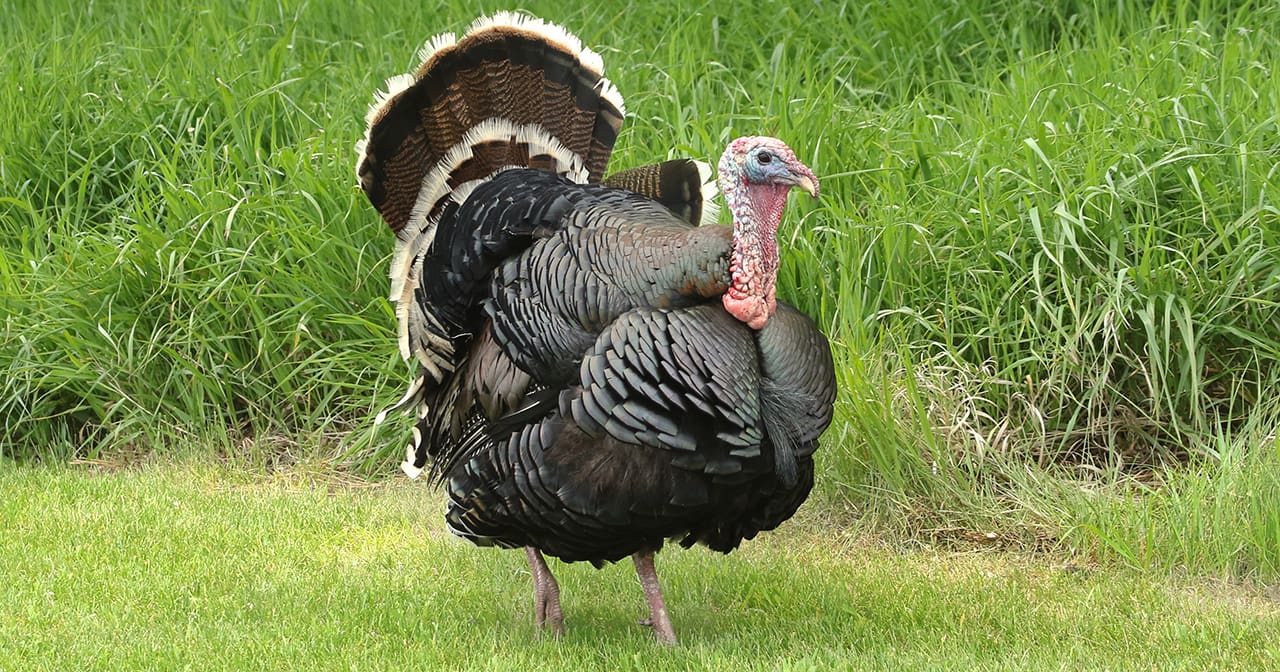 Thinking Like Turkeys at Thanksgiving? | Inspiration Ministries