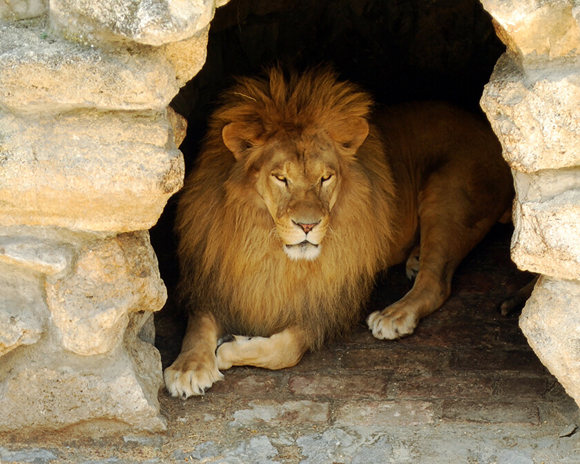 Supernatural Favor