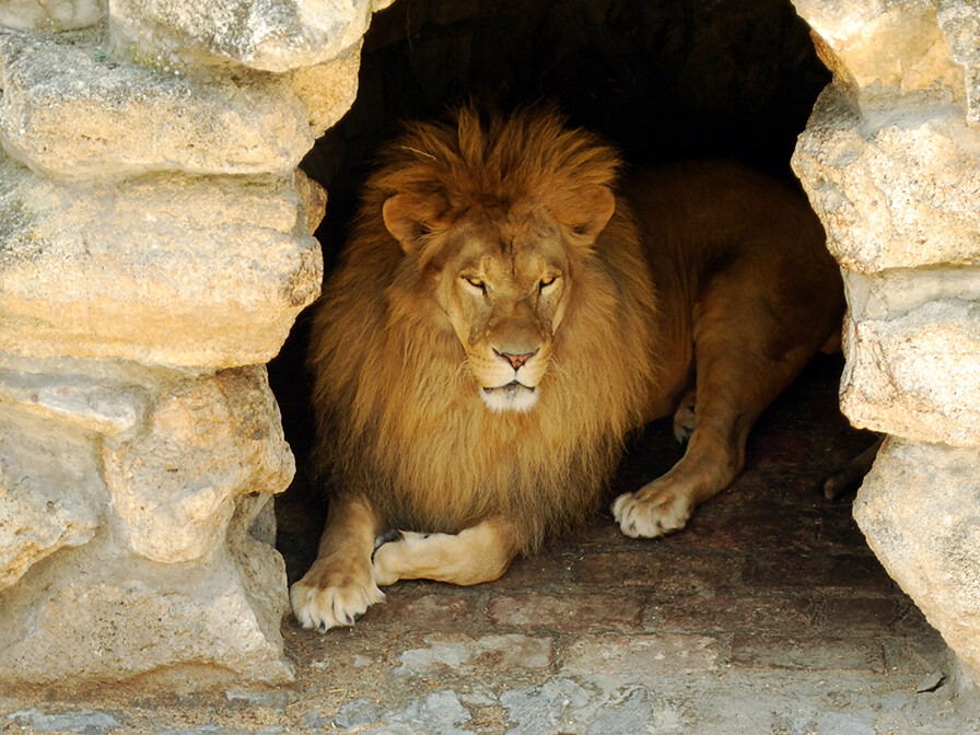 Supernatural Favor