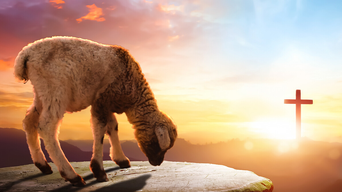 Your Passover Lamb