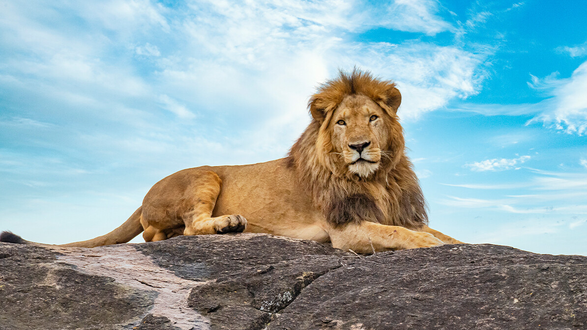 Faith to Face Lions