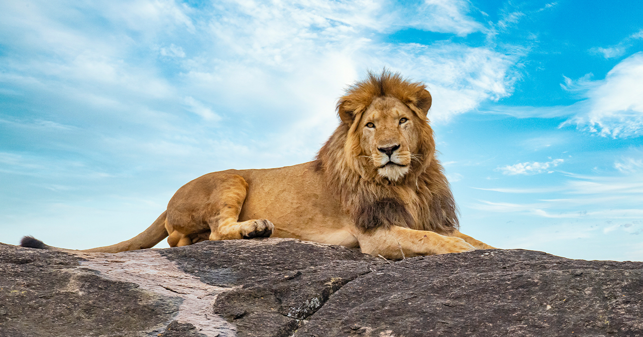 Faith to Face Lions