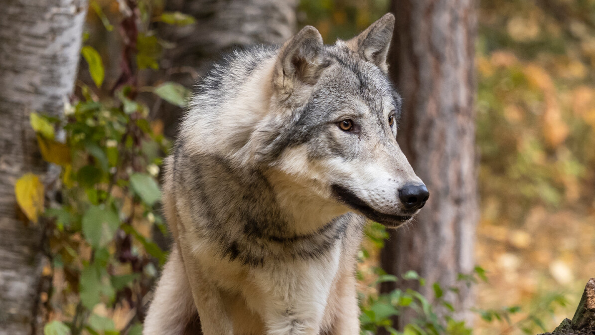 Fierce Wolves