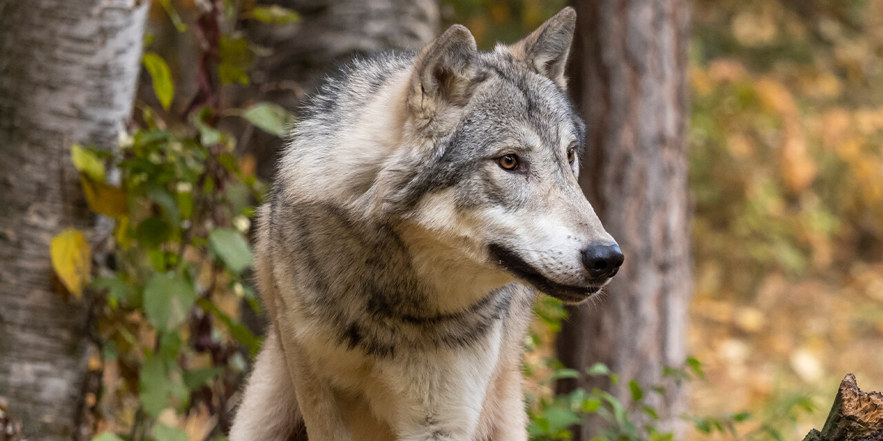 Fierce Wolves