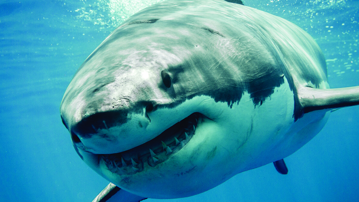 Swimming with the Sharks