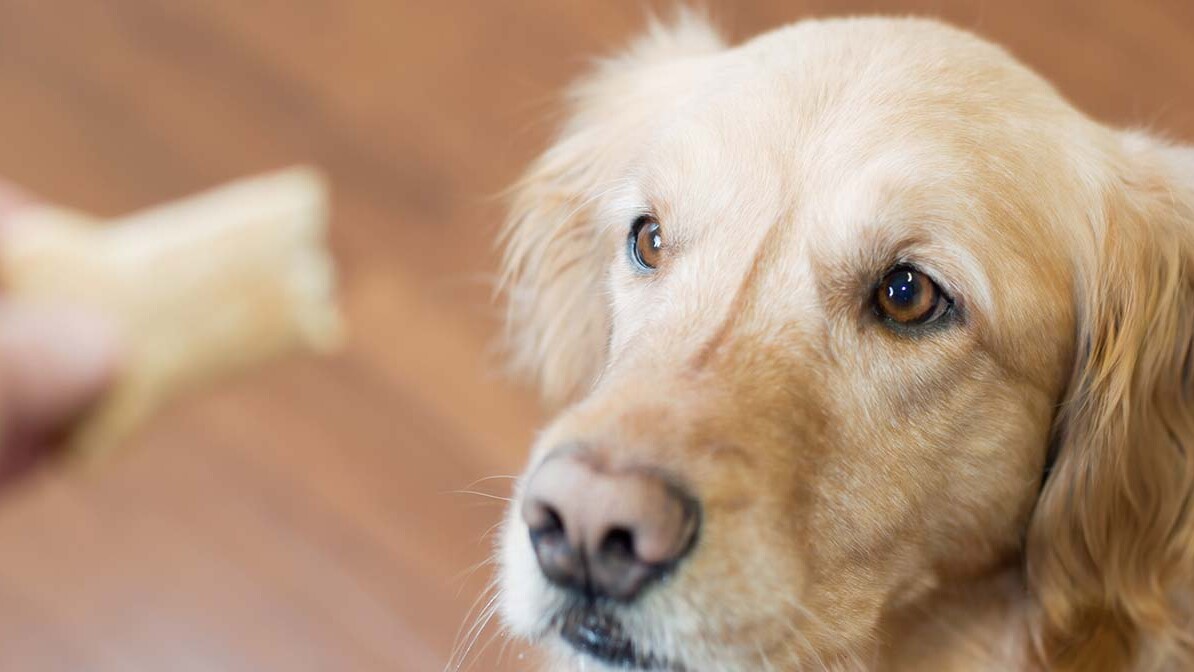 Can't Get No Satisfaction