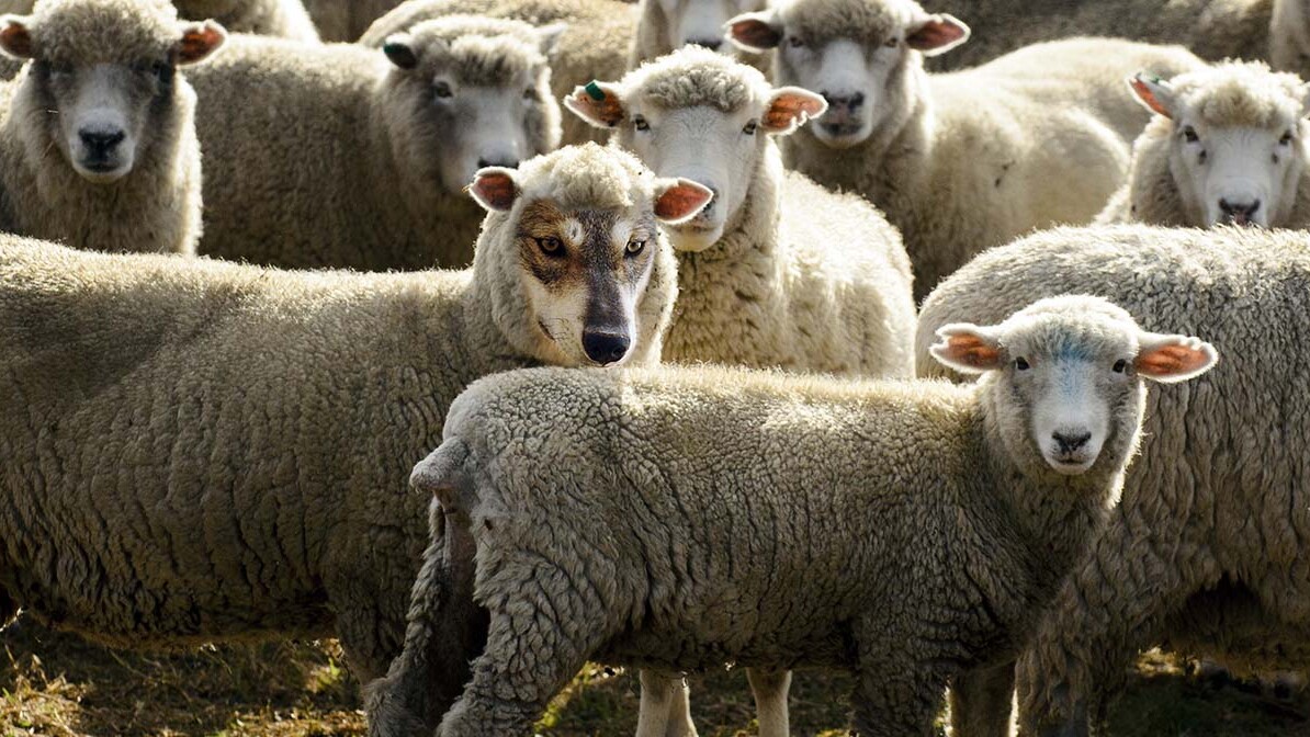 Wolves in Sheep's Clothing in the Church