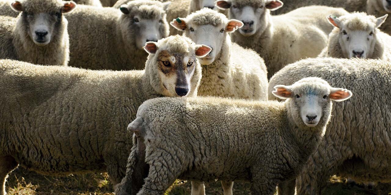 Wolves in Sheep's Clothing in the Church