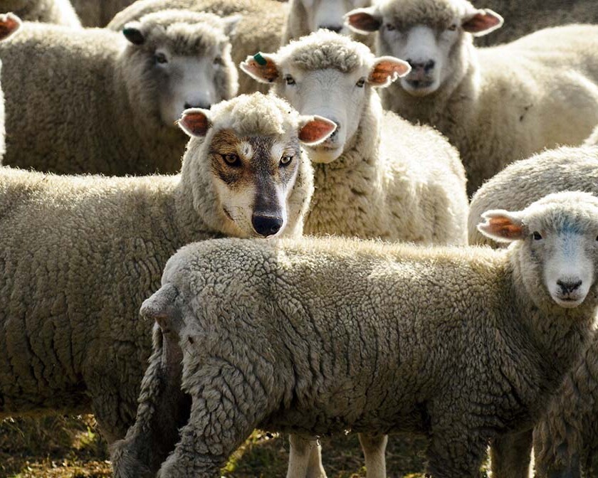 Wolves in Sheep's Clothing in the Church