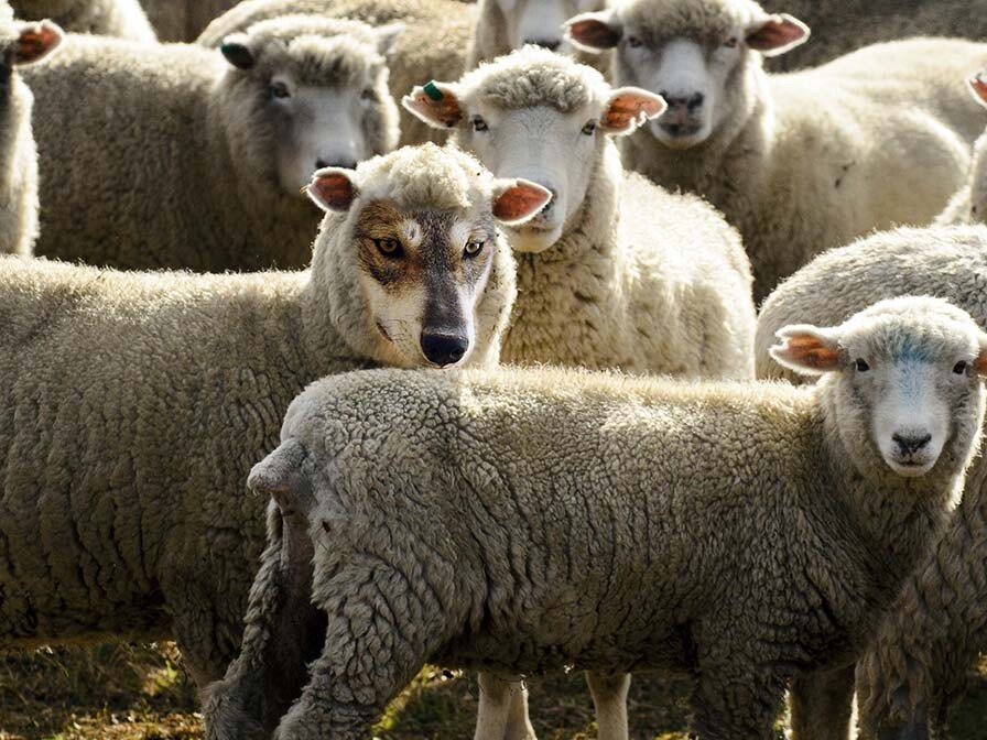 Wolves in Sheep's Clothing in the Church