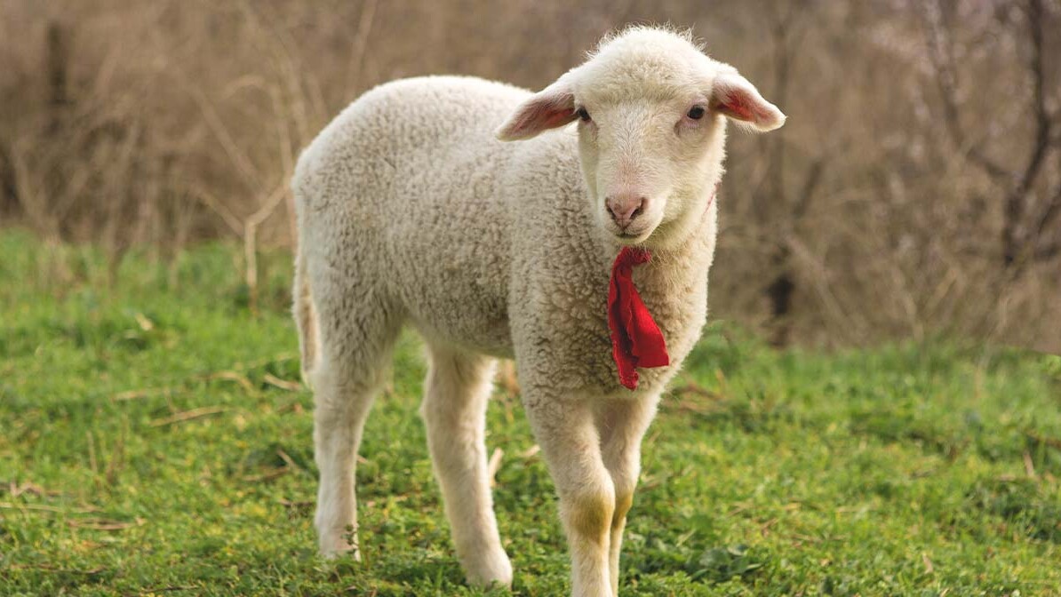 Remembering the Lamb