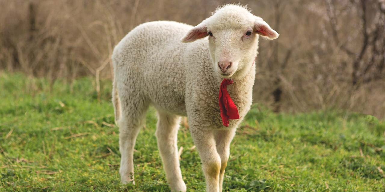 Remembering the Lamb