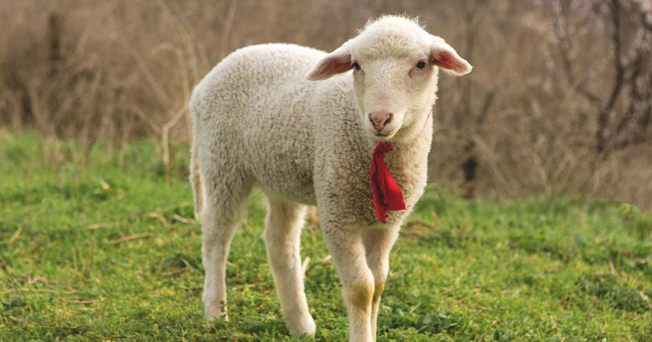 Remembering the Lamb