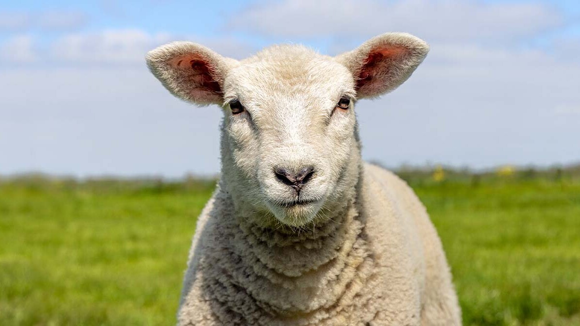 When We Look to the Lamb