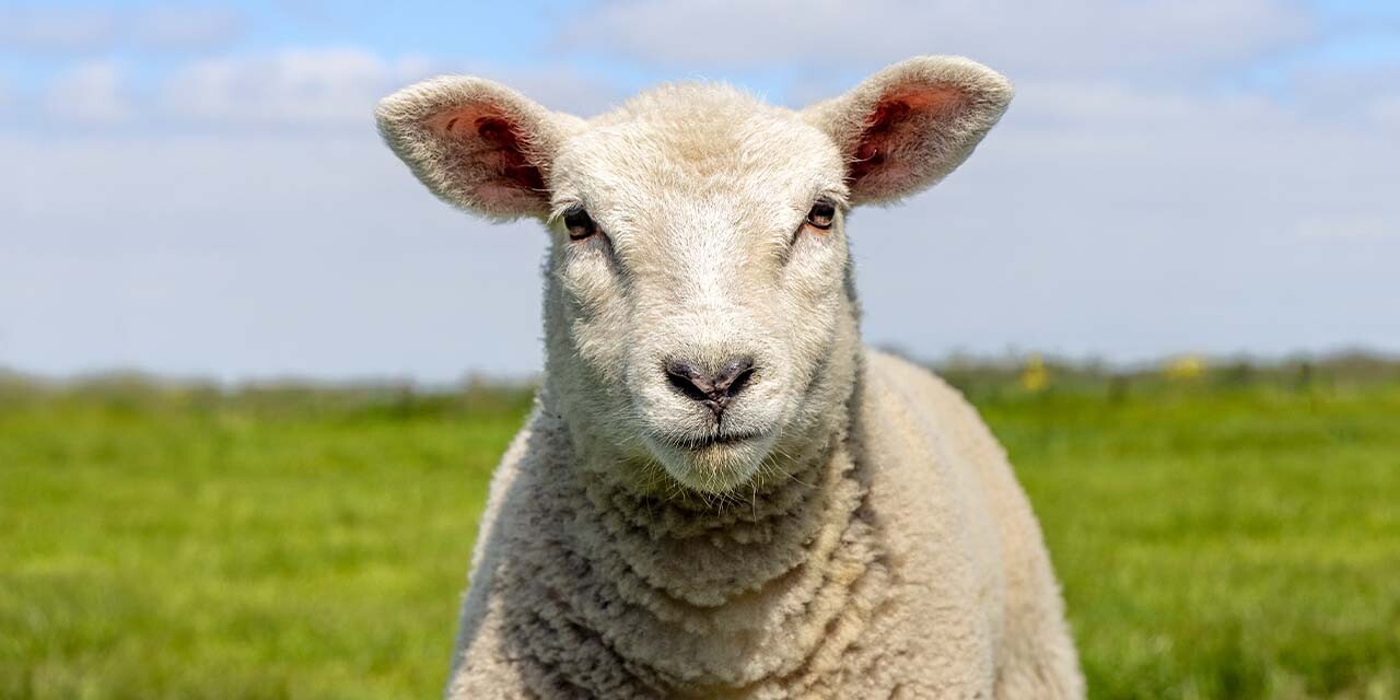 When We Look to the Lamb