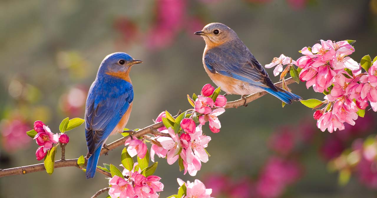 Sowing Seeds for a Faithful Harvest
