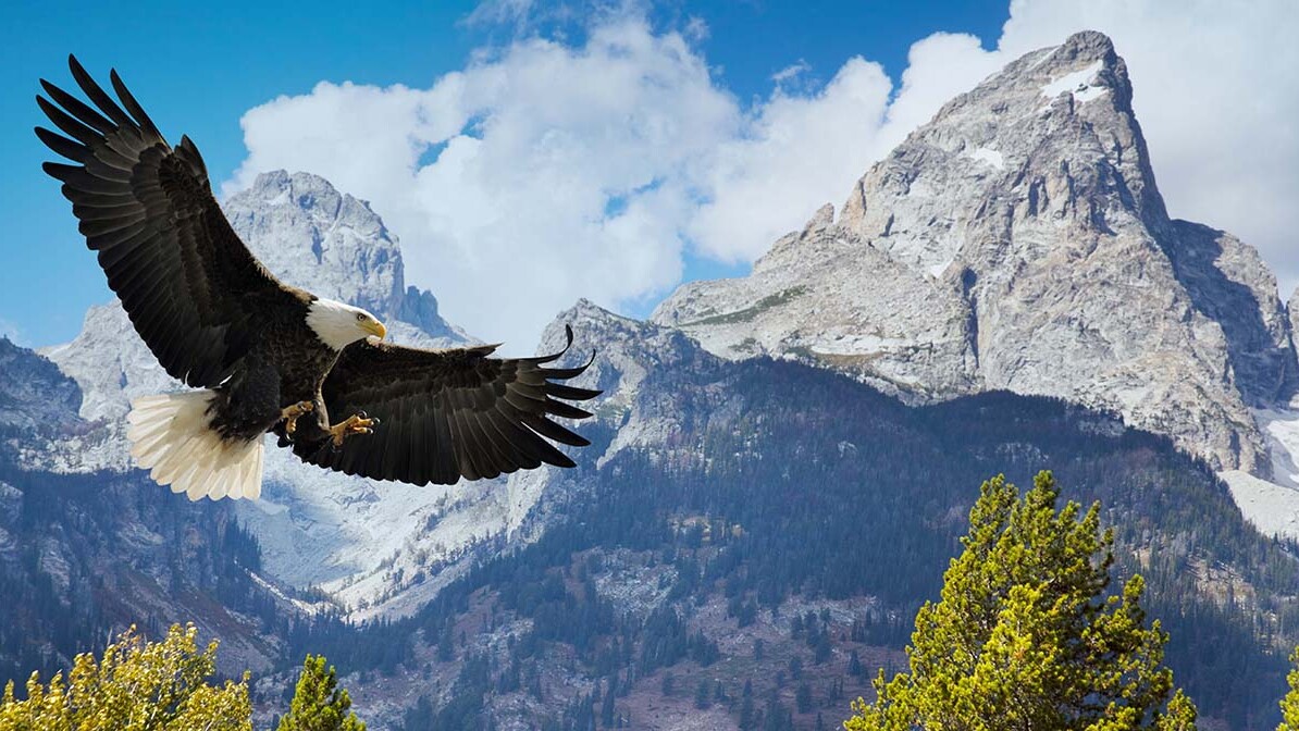 bald eagle soaring over the Teton Mountains; Isaiah 40:31