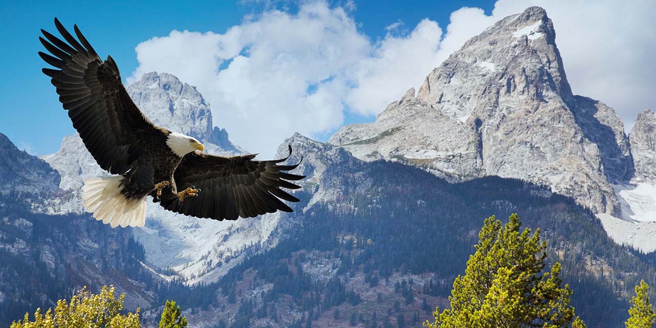 bald eagle soaring over the Teton Mountains; Isaiah 40:31
